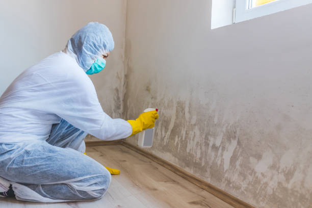 Licensed Basement Mold Remediation service in Chapel Hill, NC - Mold Remediation HQ
