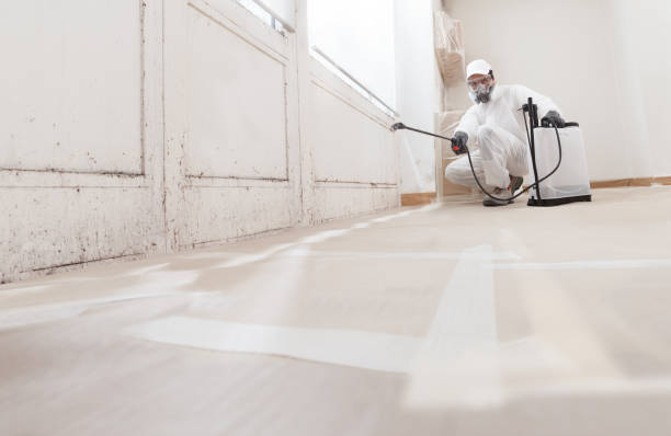 24/7 Emergency Basement Mold Remediation experts in Chapel Hill, NC