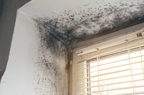 Affordable Basement Mold Remediation solutions in Chapel Hill, NC