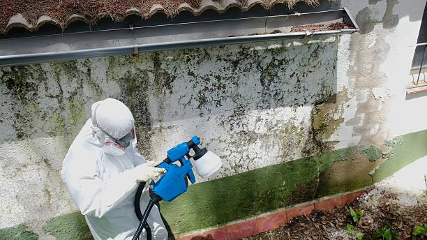 Top rated local Basement Mold Remediation specialists in Chapel Hill, NC